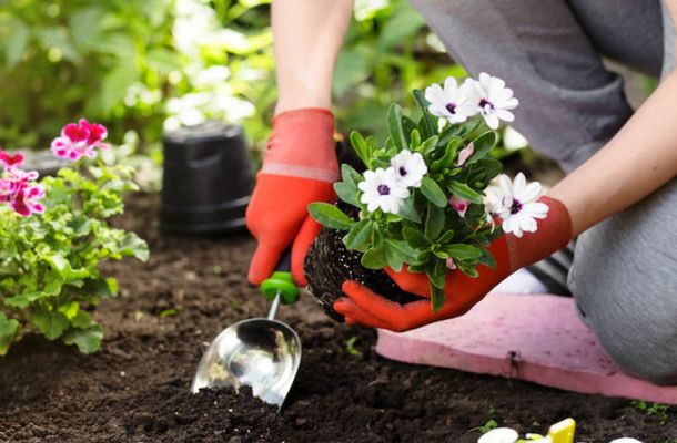 Il giardinaggio fa bene alla salute aac58033