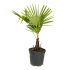 Palma del Giappone in vaso 20 cm 27 2728861 ab4e6353