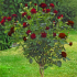 Rosa Black Baccara® Meilland ad alberello in vaso 24 cm 32 ac218acd
