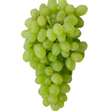 Uva Autumn Royal nera Apirena senza semi in vaso 16 cm 27 20433038