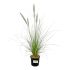 Pennisetum Alopecuroides in vaso 18 cm 27 af53192f