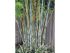 Bambù Fargesia Grex Blu in vaso 18 cm 26 35573125 b0ae9dd7