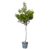 Lagestroemia Indaca Rosa ad alberello in vaso 24 cm 26 3594391 b10455bc