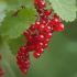 Ribes Jonkheer Van Tets Snoeien rosso in vaso 18 cm 26 12271026 ba1d75db