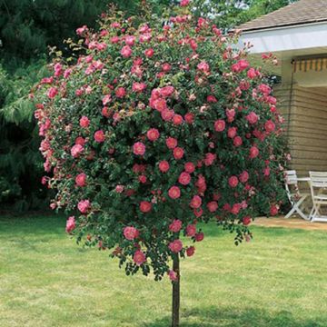 Rosa Peach Drift ® Meilland ad alberello in vaso 24 cm 25 18715955