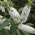 Buddleja Davidii Buzz Ivory Bianca in vaso 16/18 cm 29 12196840 bf78774c