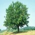 Gelso infruttifero Morus Platanifolia in vaso 18 cm 28 30753627 c0ec9a6f