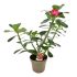 Adenium Obesum Anouk in vaso 14 cm 27 c11e7edd