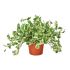 Pothos Njoy in vaso basket 22 cm 25 2928386 c6e34bf0