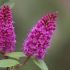 Buddleja Davidii Buzz Hot Raspberry Fuxia in vaso 16/18 cm 28 c8b5273e