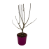Hibiscus Syriacus viola in vaso 18 cm 12 33931394 1 ceef7713