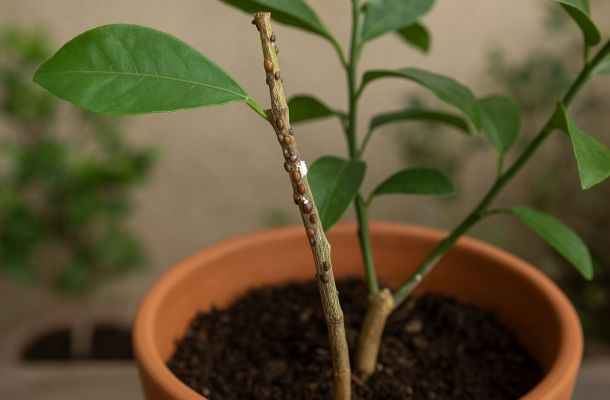 cocciniglia sulle piante in vaso riconoscerla presto e bloccarne la diffusione featured 1790083606 cfbbed75