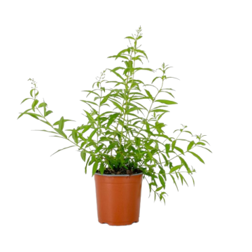 Citronella Lippia Citriodora in vaso 16 cm