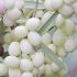 Olivo Bianco calabrese in fitocella 27 9736168 d503d1ea
