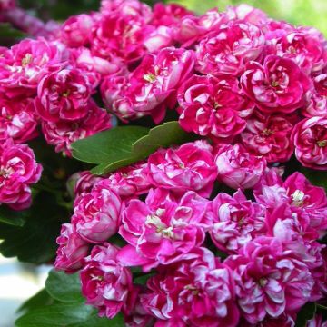 Alloro ad alberello in vaso 20 cm 31 34522354