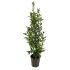 Alloro Laurus Nobilis in vaso 20 cm 27 dde47099