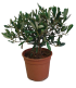 Olivo bonsai in vaso 14 cm 28 2680311 e3b0af89