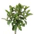 Ficus Australis in vaso 21 cm 25 3365052 e4ba3e72