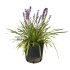 Lyriope Muscari variegato blu in vaso 18 cm 27 e53c890d