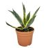 Agave Americana variegata in vaso 16/18 cm 23 f9e25ecb