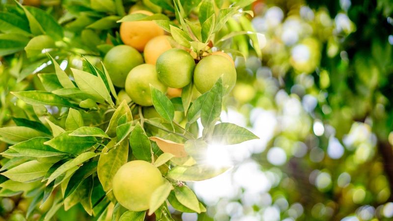 Coltivare le piante di agrumi: I 6 consigli per un giardino profumato 2 fa0b8533
