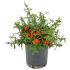 Pyracantha Navaho Orange in vaso 18 cm 30 fc264bc5