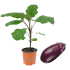 Melanzana Violetta Seta siciliana Innestata in vaso 14 cm 24 3549040 ff88a29d
